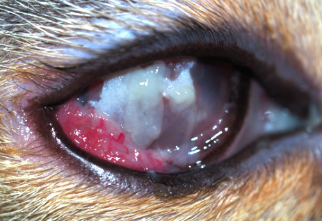 La queratoconjuntivitis eosinofílica